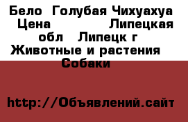 Бело -Голубая Чихуахуа › Цена ­ 15 000 - Липецкая обл., Липецк г. Животные и растения » Собаки   